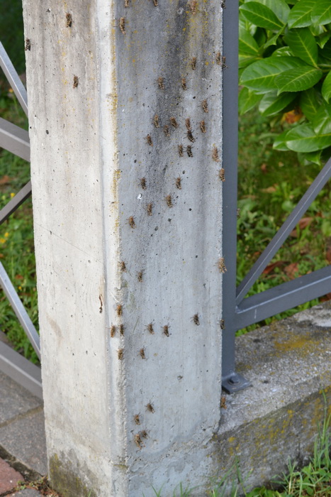 tanti tanti tanti grilli (giovani di Calliptamus sp.)